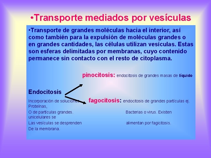  • Transporte mediados por vesículas • Transporte de grandes moléculas hacia el interior,