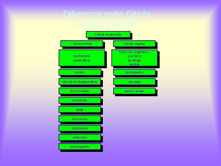 Diferencia entre Célula Vegetal y Animal Célula eucarionte Célula animal Célula vegetal membrana plasmática