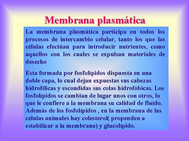 Membrana plasmática La membrana plasmática participa en todos los procesos de intercambio celular, tanto
