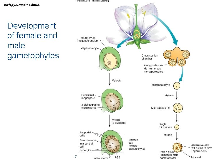 Biology, Seventh Edition CHAPTER 35 Reproduction in Flowering Plants Development of female and male