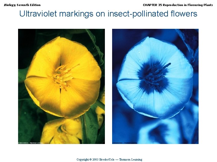 Biology, Seventh Edition CHAPTER 35 Reproduction in Flowering Plants Ultraviolet markings on insect-pollinated flowers