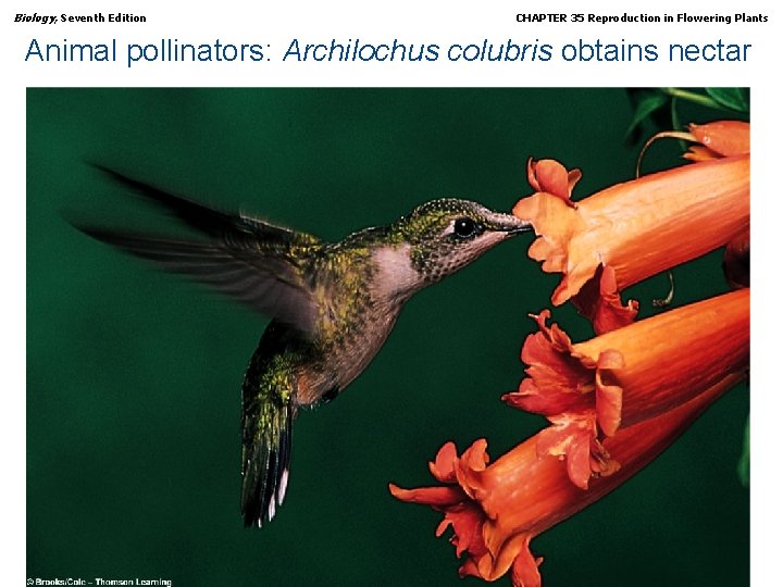 Biology, Seventh Edition CHAPTER 35 Reproduction in Flowering Plants Animal pollinators: Archilochus colubris obtains