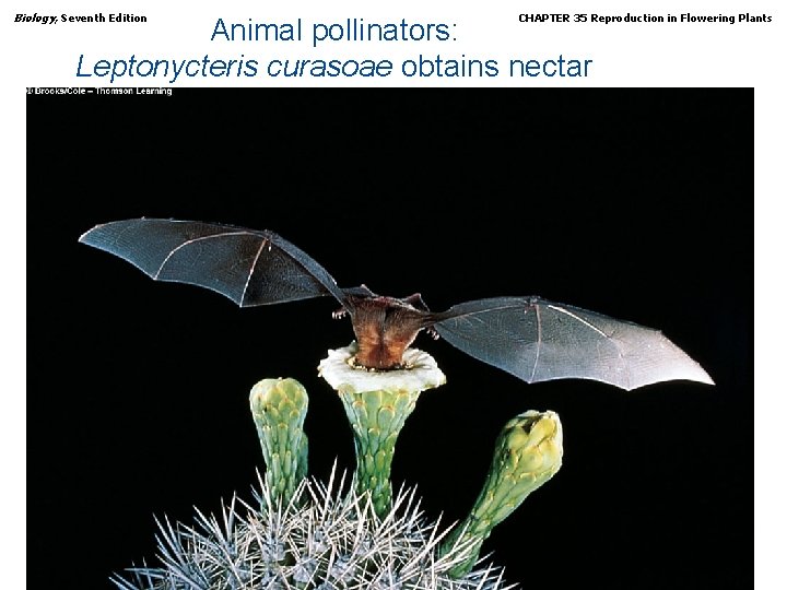 Biology, Seventh Edition CHAPTER 35 Reproduction in Flowering Plants Animal pollinators: Leptonycteris curasoae obtains