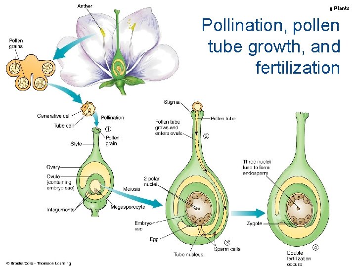 Biology, Seventh Edition CHAPTER 35 Reproduction in Flowering Plants Pollination, pollen tube growth, and