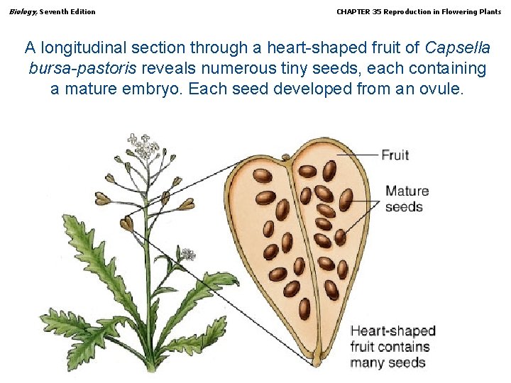 Biology, Seventh Edition CHAPTER 35 Reproduction in Flowering Plants A longitudinal section through a