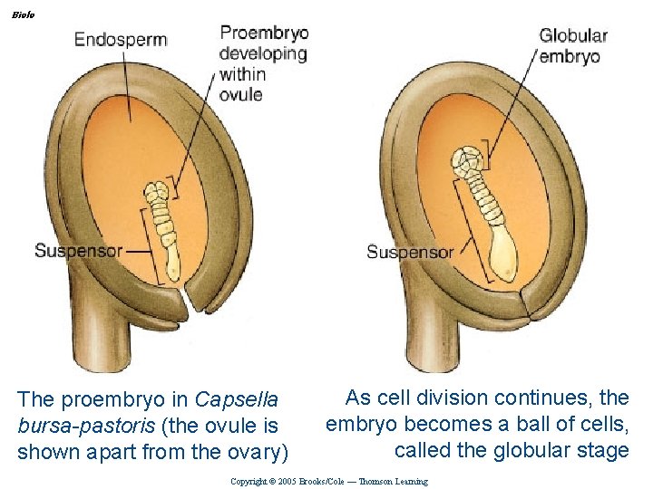 Biology, Seventh Edition CHAPTER 35 Reproduction in Flowering Plants The proembryo in Capsella bursa-pastoris