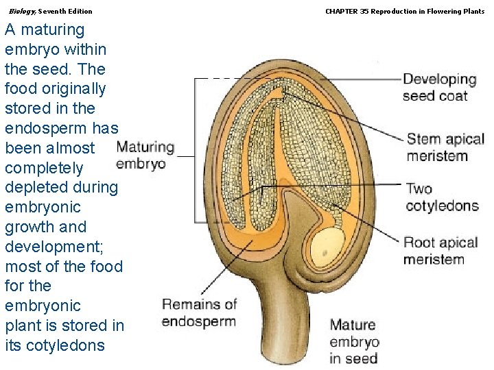 Biology, Seventh Edition CHAPTER 35 Reproduction in Flowering Plants A maturing embryo within the