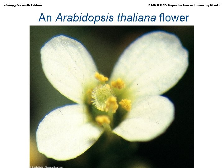 Biology, Seventh Edition CHAPTER 35 Reproduction in Flowering Plants An Arabidopsis thaliana flower Copyright