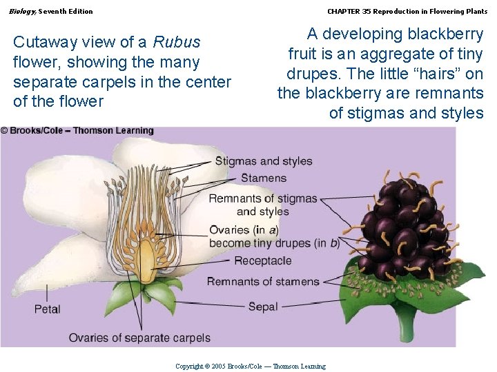 Biology, Seventh Edition CHAPTER 35 Reproduction in Flowering Plants Cutaway view of a Rubus