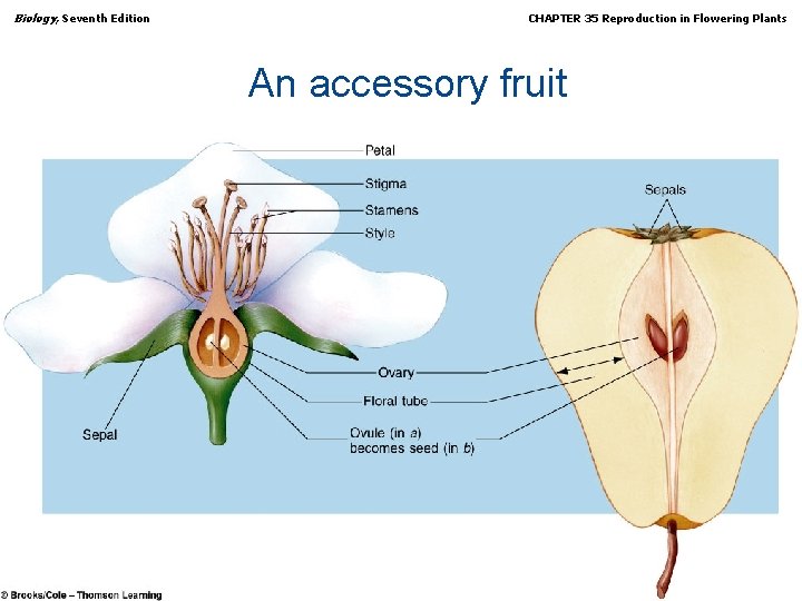 Biology, Seventh Edition CHAPTER 35 Reproduction in Flowering Plants An accessory fruit Copyright ©