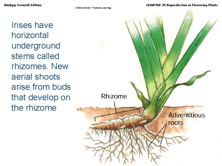 Biology, Seventh Edition CHAPTER 35 Reproduction in Flowering Plants Irises have horizontal underground stems
