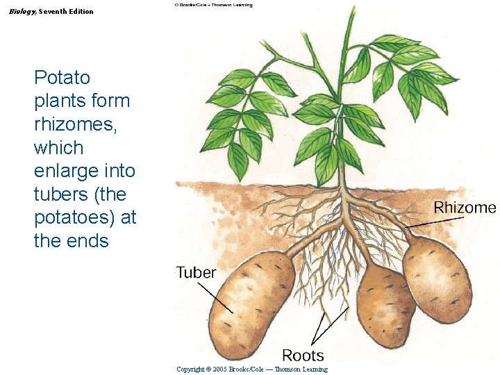 Biology, Seventh Edition CHAPTER 35 Reproduction in Flowering Plants Potato plants form rhizomes, which