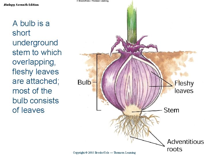 Biology, Seventh Edition CHAPTER 35 Reproduction in Flowering Plants A bulb is a short