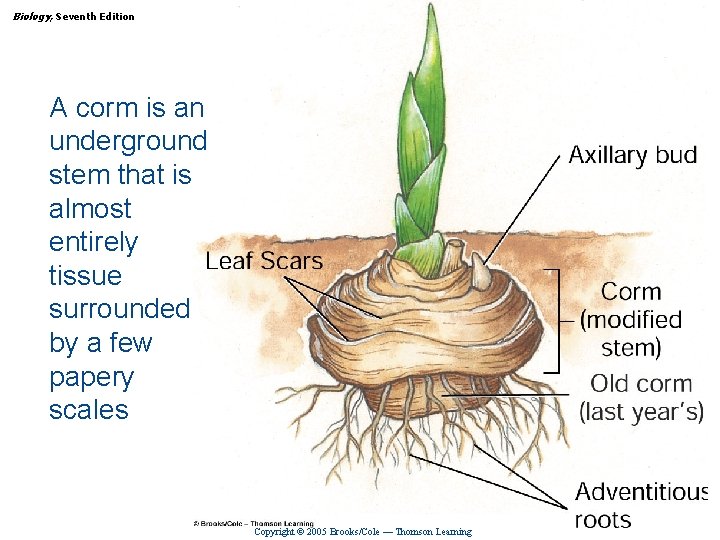 Biology, Seventh Edition CHAPTER 35 Reproduction in Flowering Plants A corm is an underground