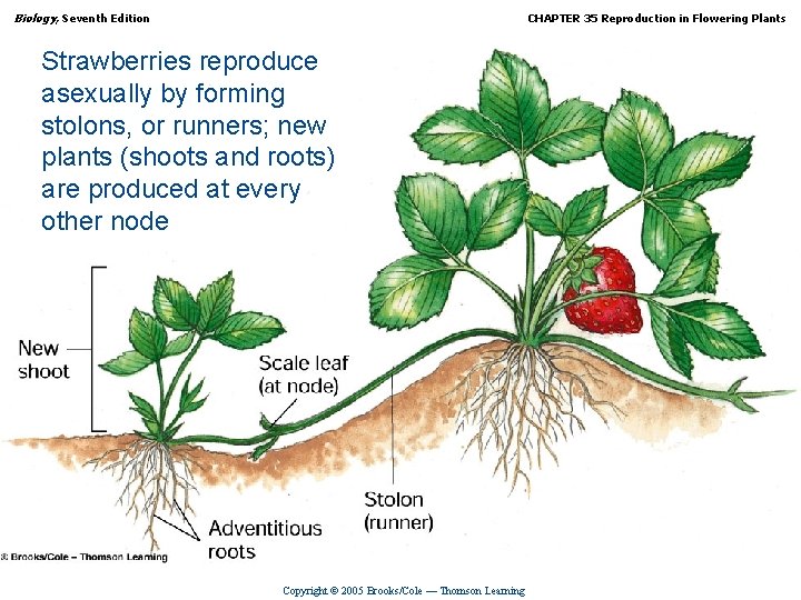 Biology, Seventh Edition CHAPTER 35 Reproduction in Flowering Plants Strawberries reproduce asexually by forming