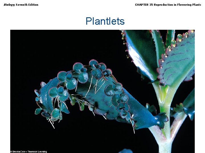 Biology, Seventh Edition CHAPTER 35 Reproduction in Flowering Plants Plantlets Copyright © 2005 Brooks/Cole