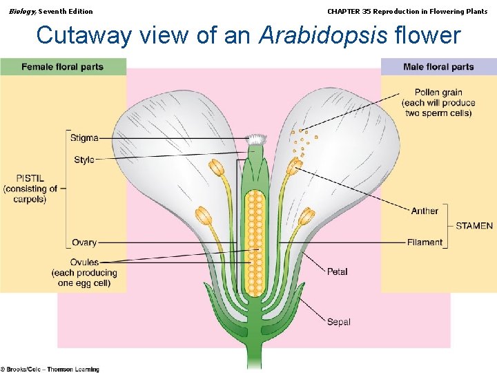 Biology, Seventh Edition CHAPTER 35 Reproduction in Flowering Plants Cutaway view of an Arabidopsis
