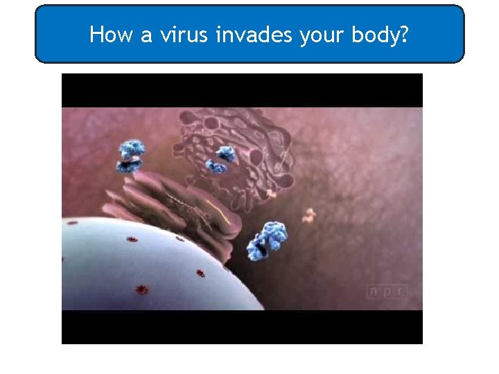 How a virus invades your body? 