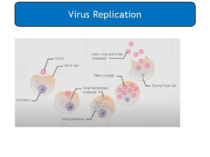 Virus Replication 