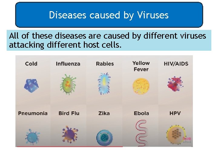 Diseases caused by Viruses All of these diseases are caused by different viruses attacking