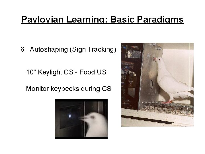 Pavlovian Learning: Basic Paradigms 6. Autoshaping (Sign Tracking) 10” Keylight CS - Food US