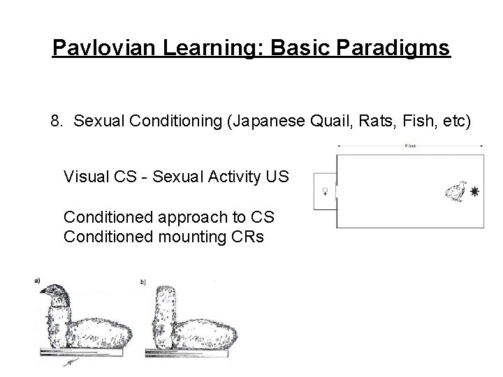 Pavlovian Learning: Basic Paradigms 8. Sexual Conditioning (Japanese Quail, Rats, Fish, etc) Visual CS