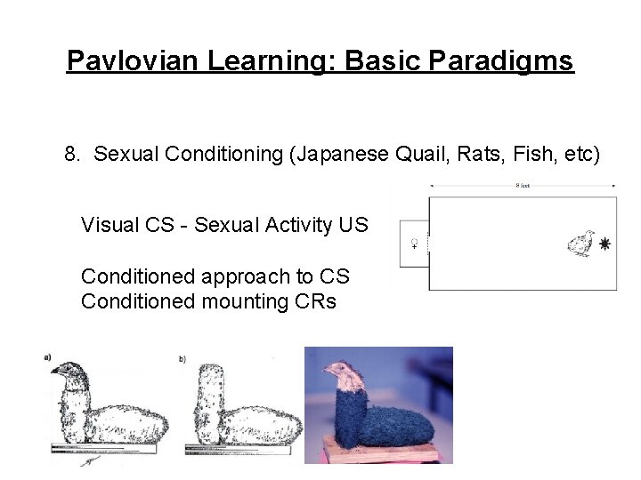 Pavlovian Learning: Basic Paradigms 8. Sexual Conditioning (Japanese Quail, Rats, Fish, etc) Visual CS
