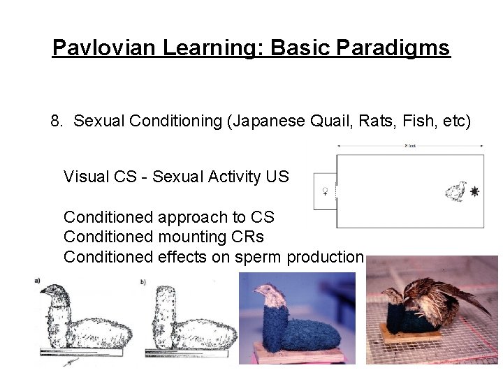 Pavlovian Learning: Basic Paradigms 8. Sexual Conditioning (Japanese Quail, Rats, Fish, etc) Visual CS