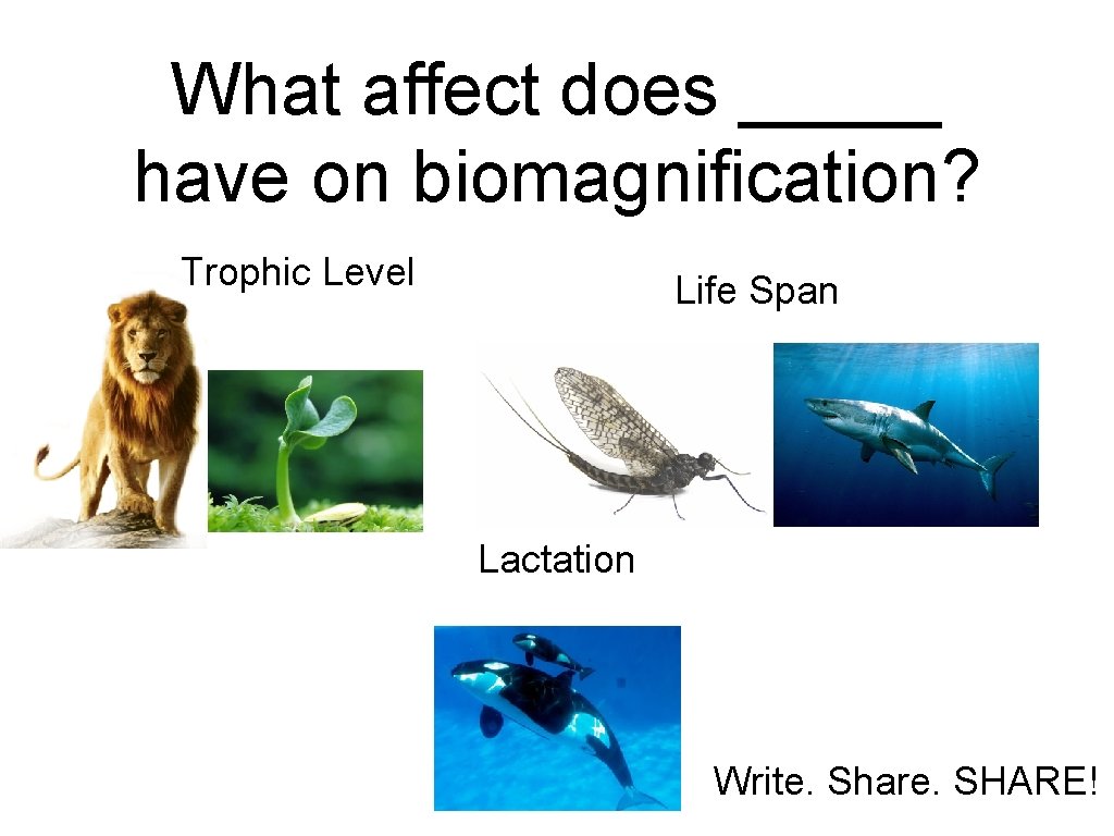 What affect does _____ have on biomagnification? Trophic Level Life Span Lactation Write. Share.
