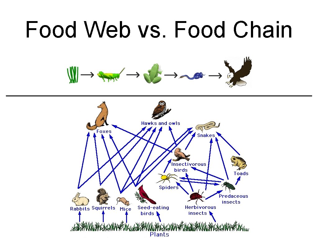 Food Web vs. Food Chain 