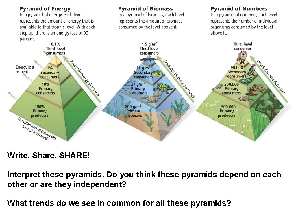 Write. Share. SHARE! Interpret these pyramids. Do you think these pyramids depend on each