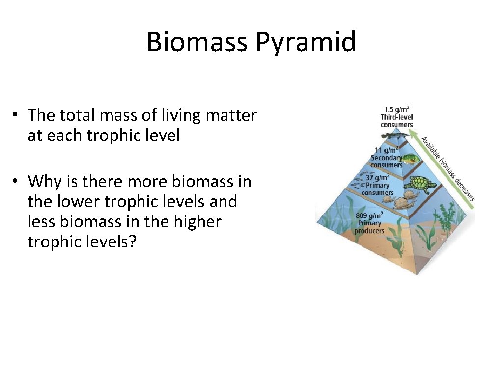 Biomass Pyramid • The total mass of living matter at each trophic level •