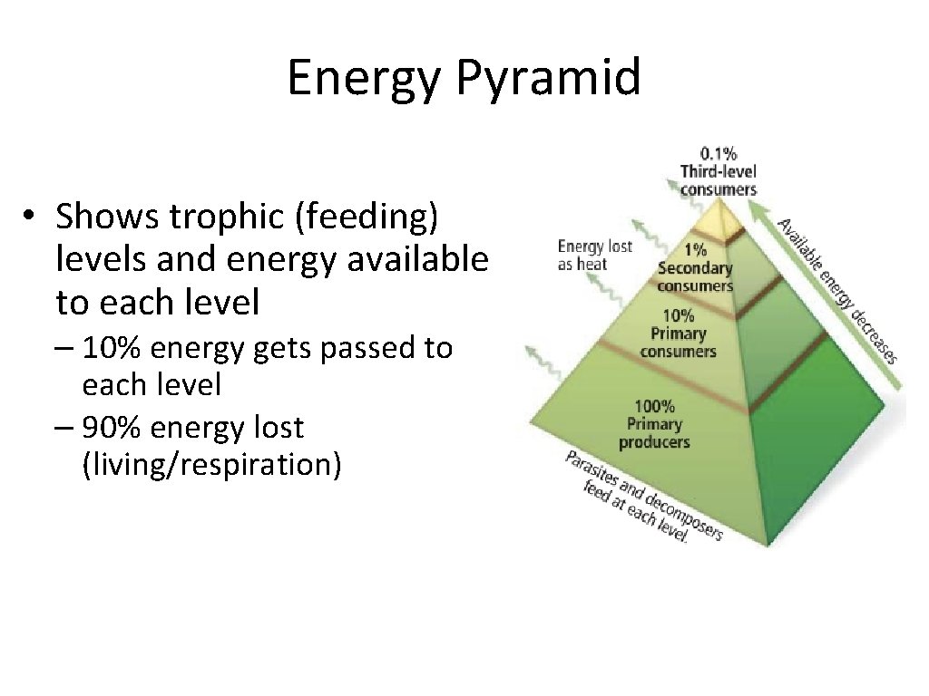 Energy Pyramid • Shows trophic (feeding) levels and energy available to each level –