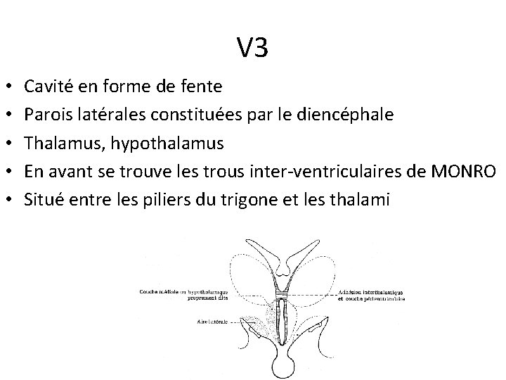 V 3 • • • Cavité en forme de fente Parois latérales constituées par