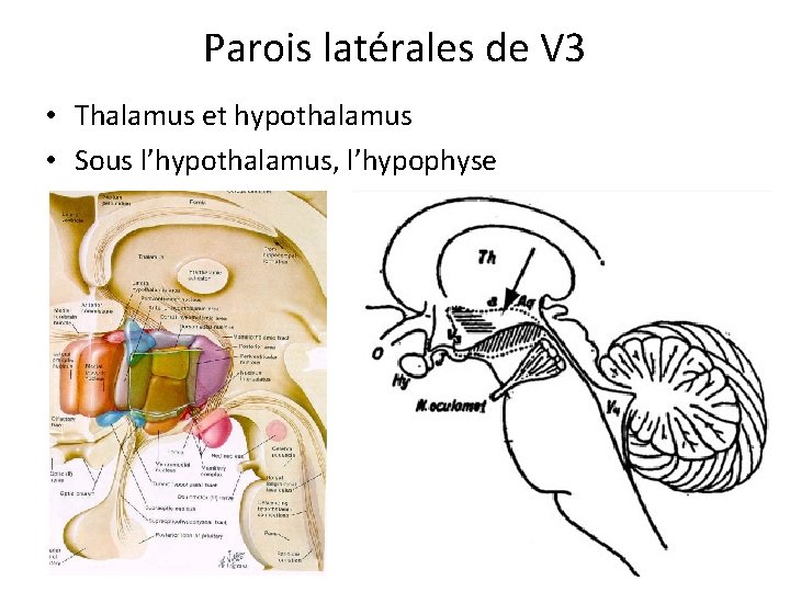 Parois latérales de V 3 • Thalamus et hypothalamus • Sous l’hypothalamus, l’hypophyse 