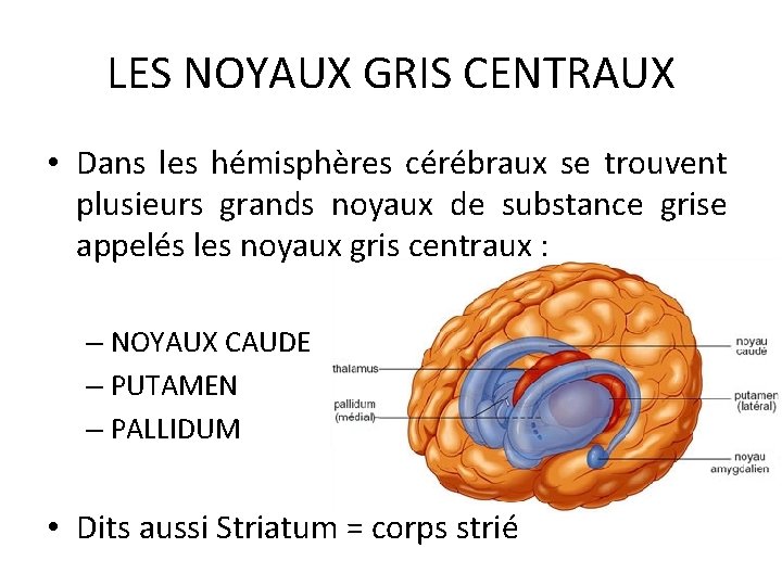 LES NOYAUX GRIS CENTRAUX • Dans les hémisphères cérébraux se trouvent plusieurs grands noyaux