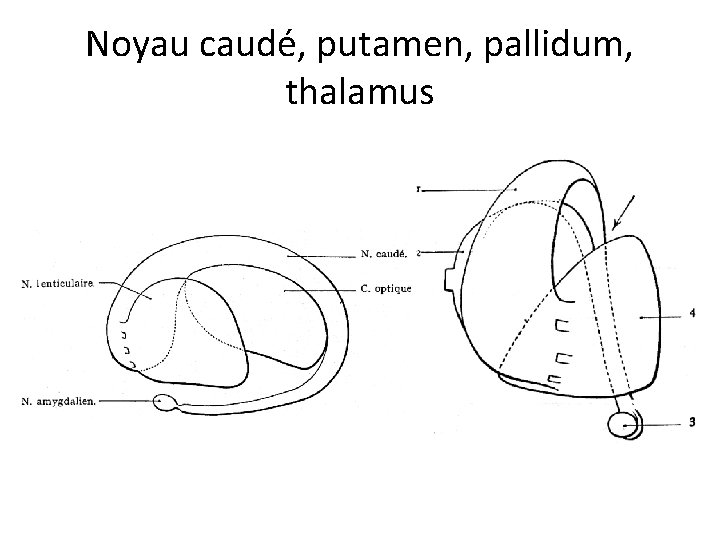 Noyau caudé, putamen, pallidum, thalamus 
