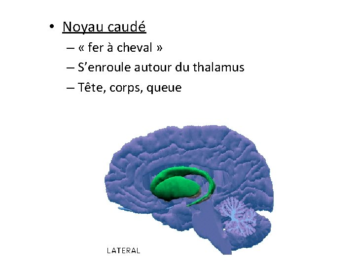  • Noyau caudé – « fer à cheval » – S’enroule autour du