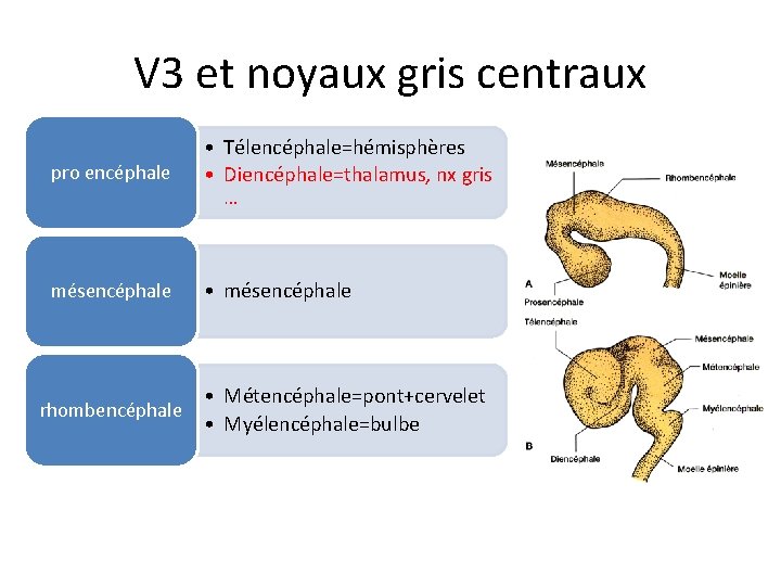 V 3 et noyaux gris centraux pro encéphale • Télencéphale=hémisphères • Diencéphale=thalamus, nx gris