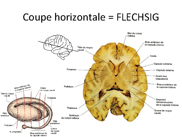 Coupe horizontale = FLECHSIG 