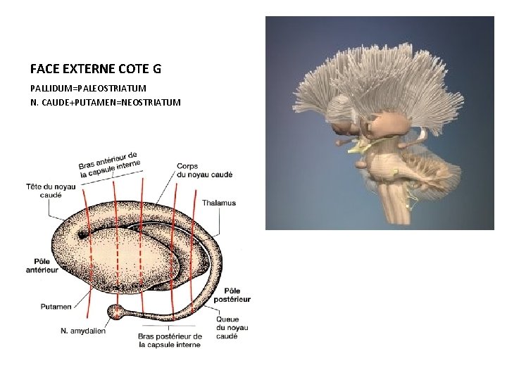 FACE EXTERNE COTE G PALLIDUM=PALEOSTRIATUM N. CAUDE+PUTAMEN=NEOSTRIATUM 