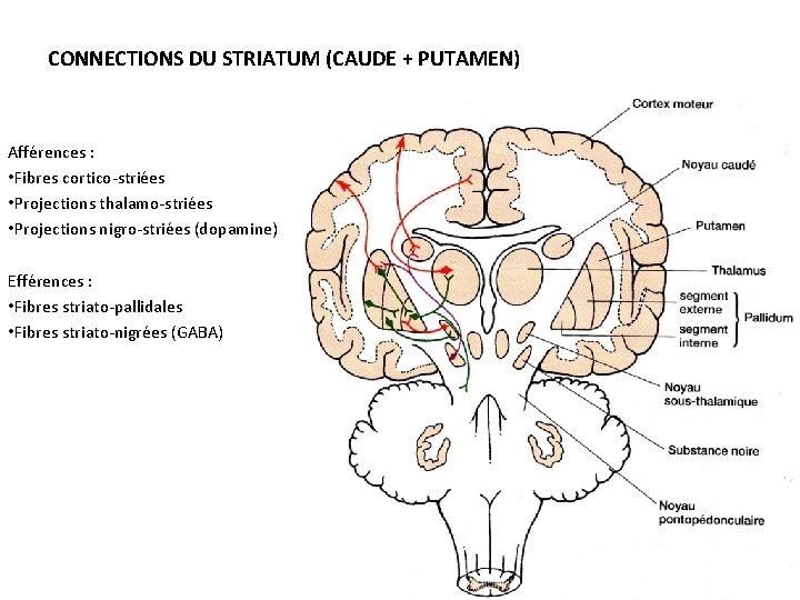 CONNECTIONS DU STRIATUM (CAUDE + PUTAMEN) Afférences : • Fibres cortico-striées • Projections thalamo-striées
