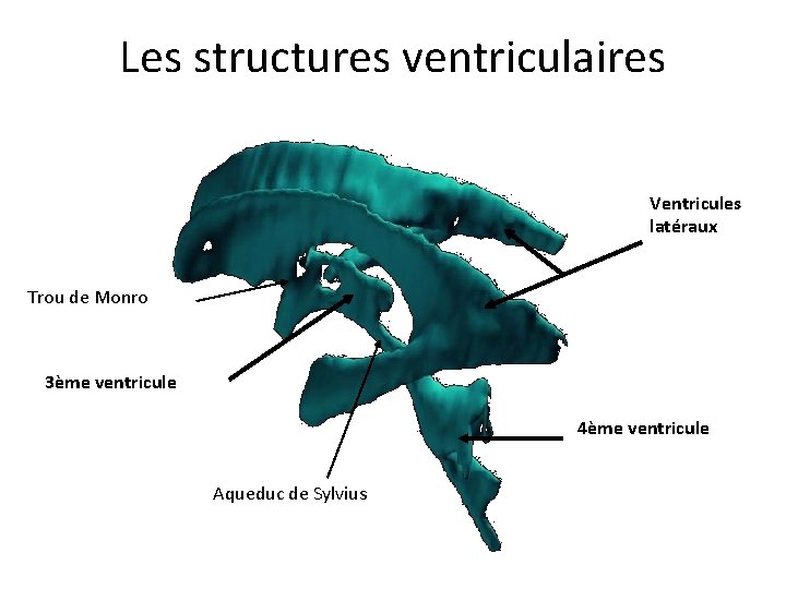 Les structures ventriculaires Ventricules latéraux Trou de Monro 3ème ventricule 4ème ventricule Aqueduc de