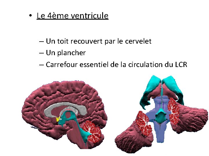  • Le 4ème ventricule – Un toit recouvert par le cervelet – Un