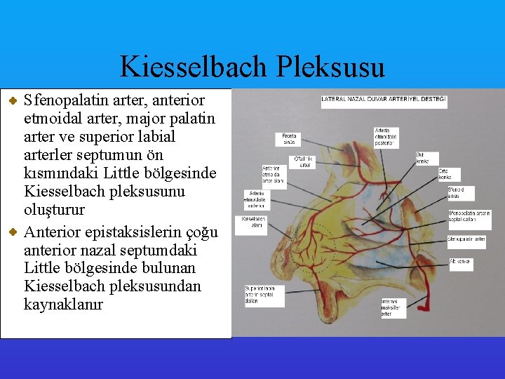 Kiesselbach Pleksusu Sfenopalatin arter, anterior etmoidal arter, major palatin arter ve superior labial arterler