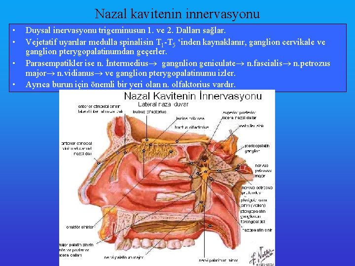 Nazal kavitenin innervasyonu • • Duysal inervasyonu trigeminusun 1. ve 2. Dalları sağlar. Vejetatif