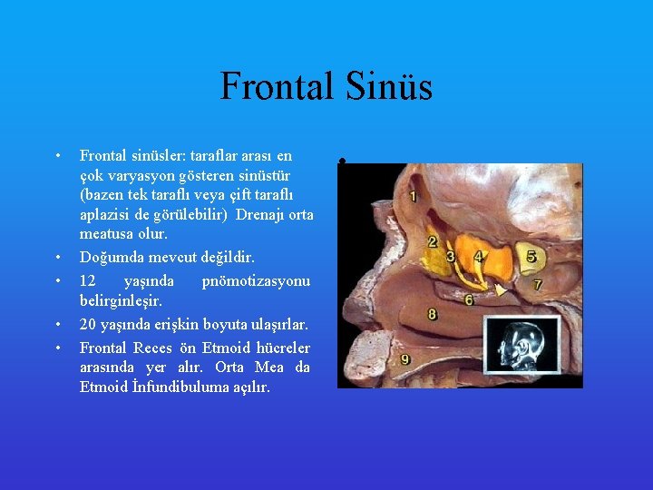 Frontal Sinüs • • • Frontal sinüsler: taraflar arası en çok varyasyon gösteren sinüstür