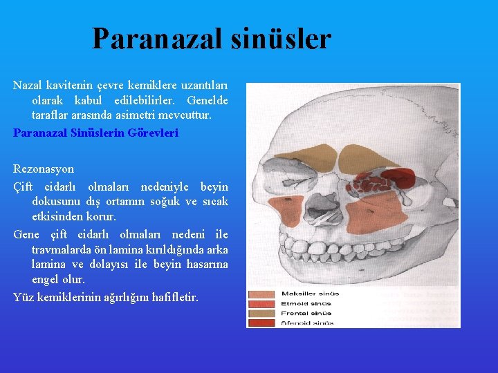 Paranazal sinüsler Nazal kavitenin çevre kemiklere uzantıları olarak kabul edilebilirler. Genelde taraflar arasında asimetri