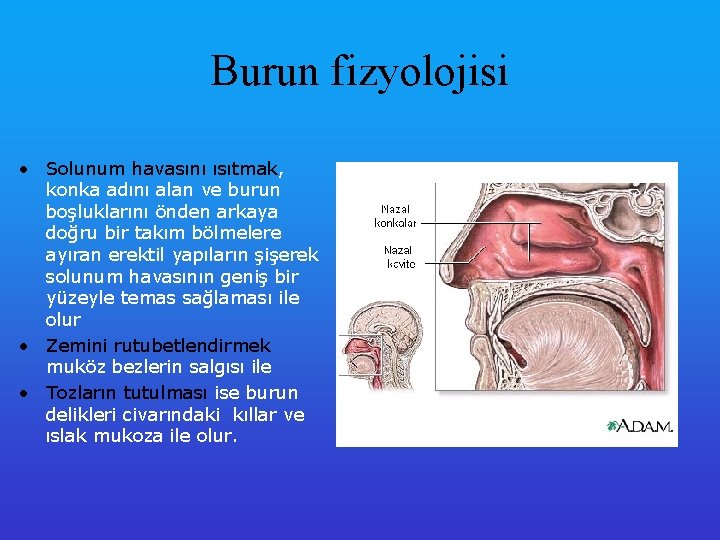 Burun fizyolojisi • Solunum havasını ısıtmak, konka adını alan ve burun boşluklarını önden arkaya