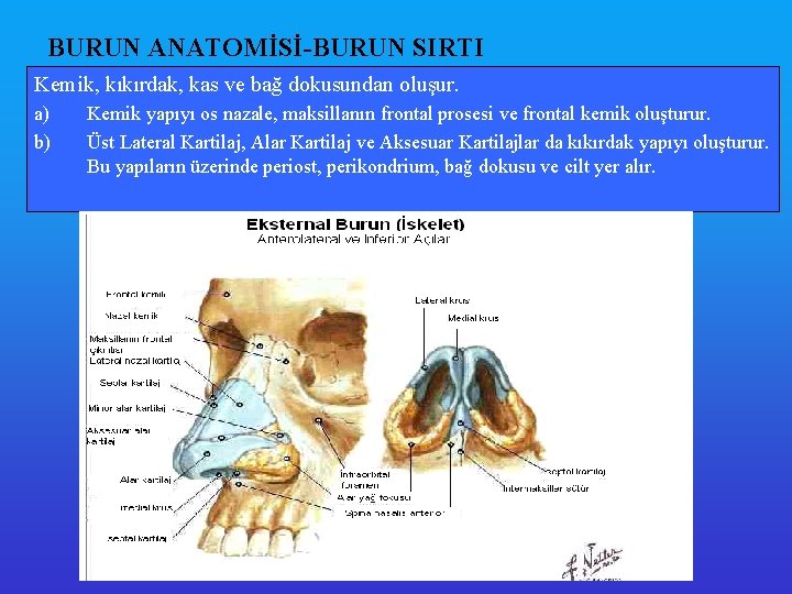 BURUN ANATOMİSİ-BURUN SIRTI Kemik, kıkırdak, kas ve bağ dokusundan oluşur. a) b) Kemik yapıyı